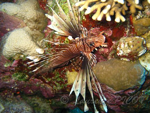 Rascasse - Pterois miles.JPG